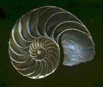nautilus